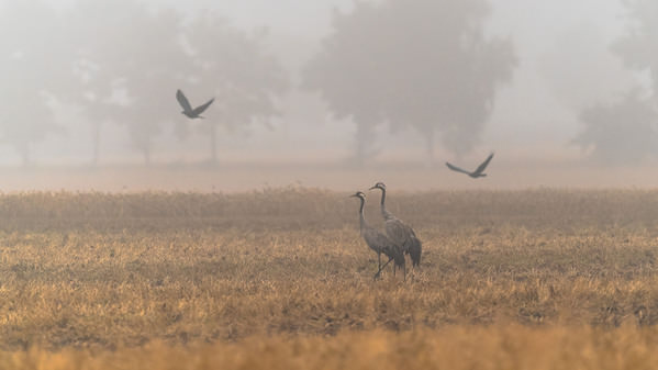 Photograph Damian Stopczynski Cranes on One Eyeland