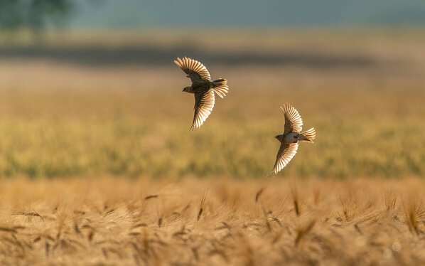 Photograph Damian Stopczynski Fly on One Eyeland