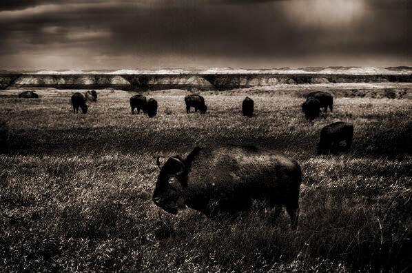Photograph Mark Gilchrist American Buffalo on One Eyeland