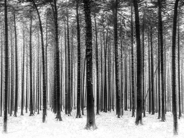Photograph Marc Barthelemy Into The Woods on One Eyeland