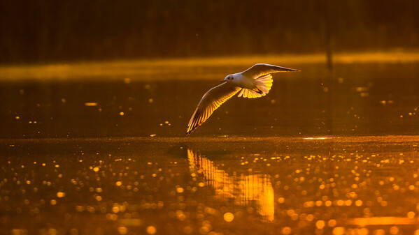Photograph Damian Stopczynski Golden Morning on One Eyeland