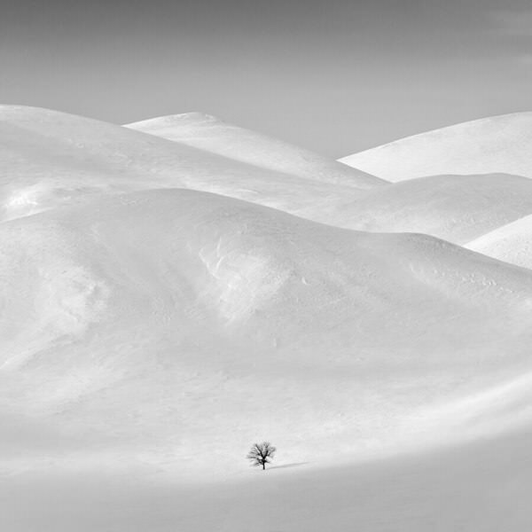 Photograph Evgeny Ivanov Elm on One Eyeland