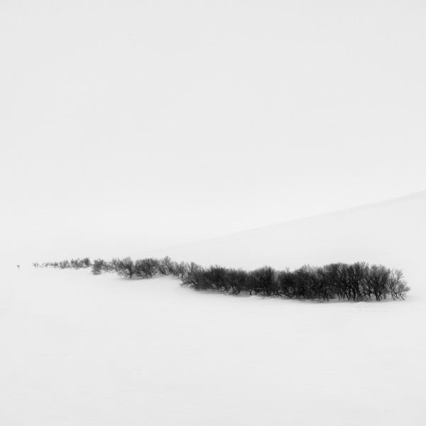 Photograph Evgeny Ivanov Swarm on One Eyeland