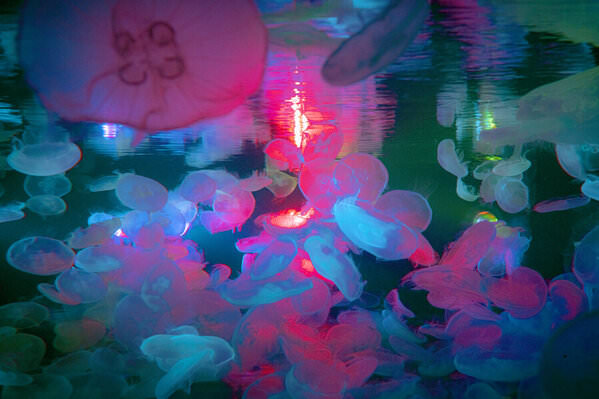 Photograph Danduka Yasuo Jellyfish on One Eyeland