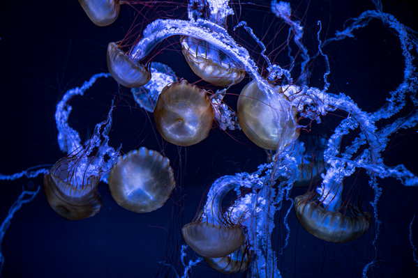 Photograph Danduka Yasuo Jellyfish on One Eyeland