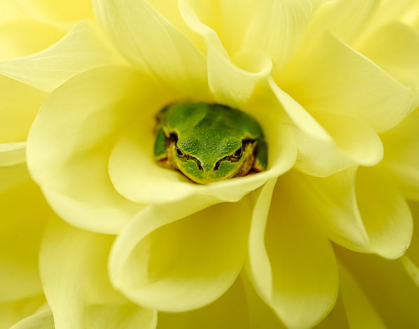 Photograph Yoshitaka Aida A Green Frog In Yellow Dahlia 2021 on One Eyeland