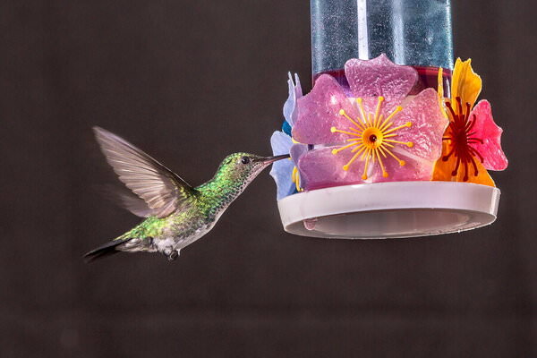 Photograph Celso Lobo Hummingbird on One Eyeland