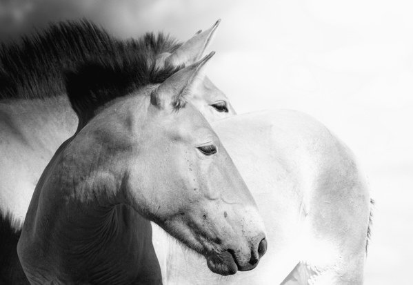 Photograph Tatiana Biriukova Horses on One Eyeland