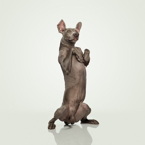 Photograph Lustre Photoproduction Weimaraner on One Eyeland