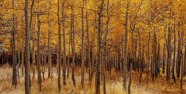 Photograph Joshua Smith Golden Klimpt Forest on One Eyeland