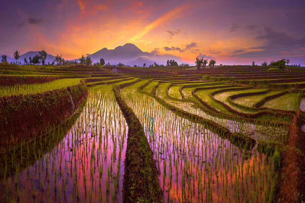 Photograph Rahmad Himawan Morning Sunrise At Paddy Fields In Indonesia on One Eyeland