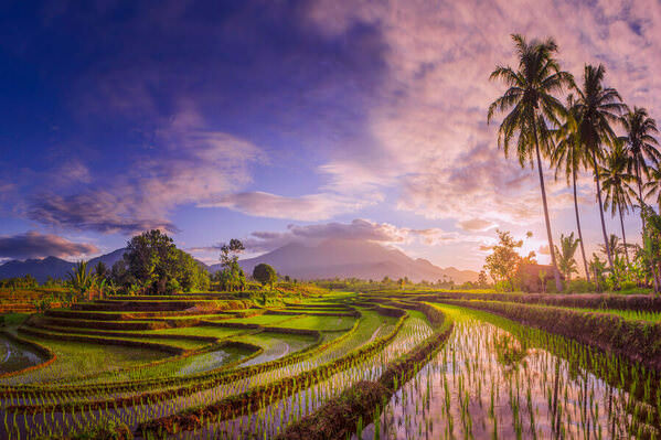 Photograph Rahmad Himawan The Beauty Of The Foggy Morning Panorama Fields on One Eyeland