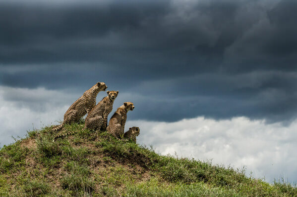 Photograph Marcello Cavalcanti Cheetah Family 2 on One Eyeland