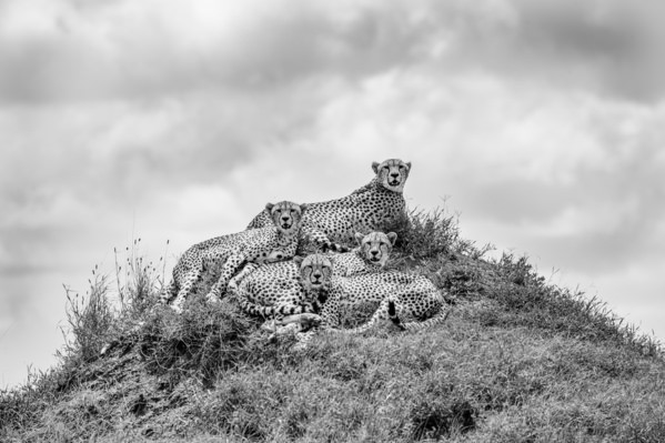 Photograph Marcello Cavalcanti Cheetah Family 1 on One Eyeland