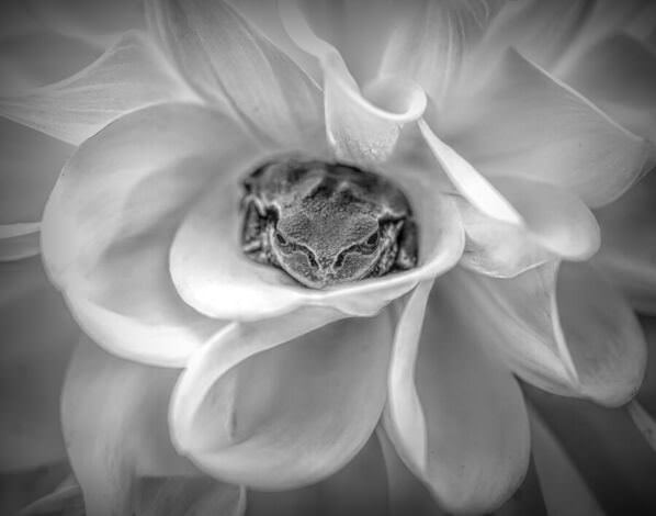 Photograph Yoshitaka Aida A Frog In Dahlia 2021 Black And White on One Eyeland
