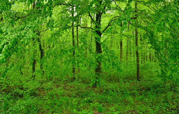 Photograph Ilija Stanusic Green Forest on One Eyeland