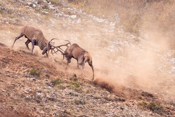 Photograph Vincenzo Iacovoni A Story Of Dust And Fighting on One Eyeland