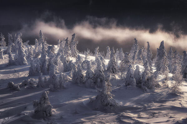 Photograph Tatiana Biriukova Winter Trees on One Eyeland