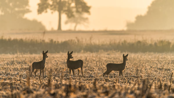 Photograph Damian Stopczynski Sunrise on One Eyeland