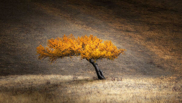 Photograph Tatiana Biriukova Autumn Tree on One Eyeland