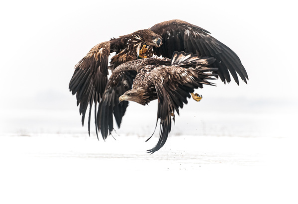 Photograph Csaba Tokolyi Clash on One Eyeland
