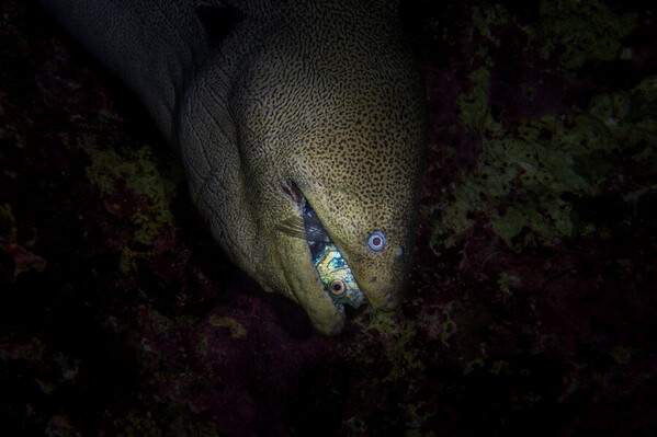 Photograph Csaba Tokolyi The Morays Dinner on One Eyeland
