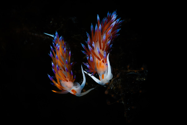 Photograph Csaba Tokolyi A Pair Of Hervias on One Eyeland