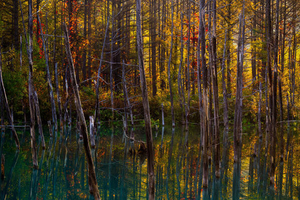Photograph Hiromasa Morioka Autumn Leaves Decorating The Pond on One Eyeland