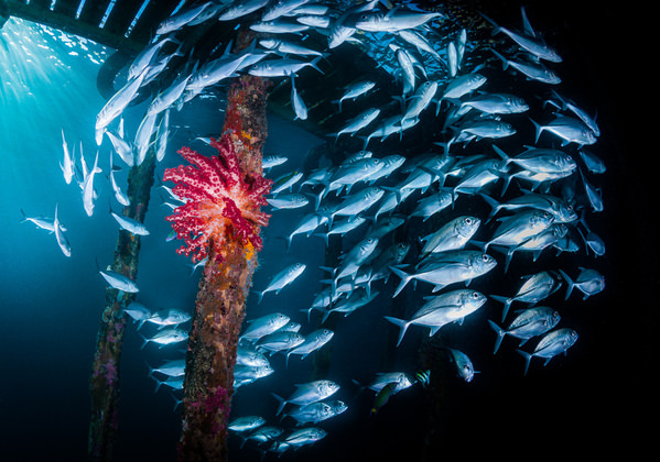 Photograph Csaba Tokolyi Under The Pier on One Eyeland