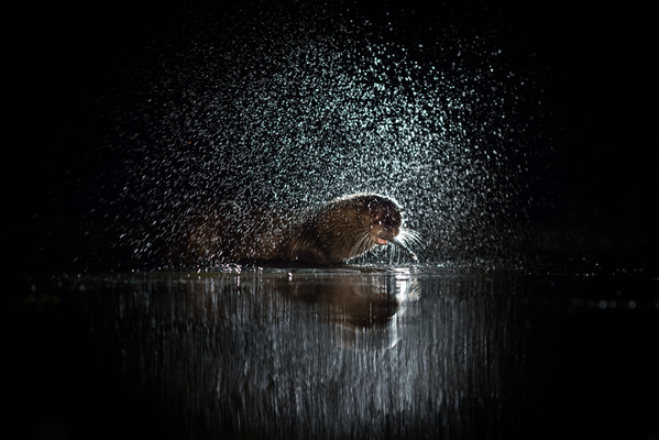 Photograph Csaba Tokolyi Limelight on One Eyeland