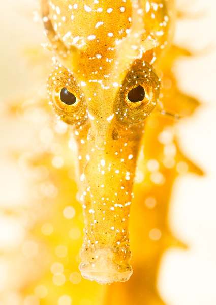Photograph Csaba Tokolyi Yellow Dragon on One Eyeland