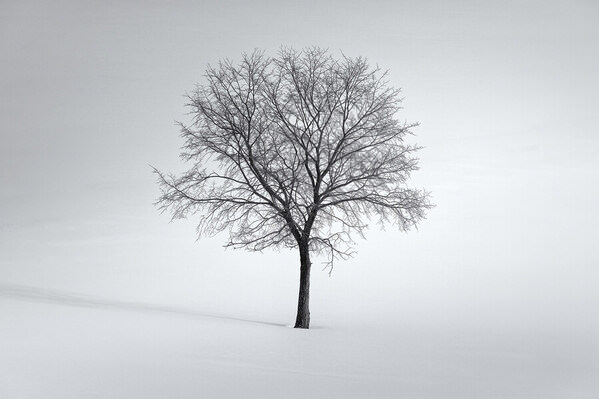 Photograph Tatiana Biriukova Beautyful Tree on One Eyeland