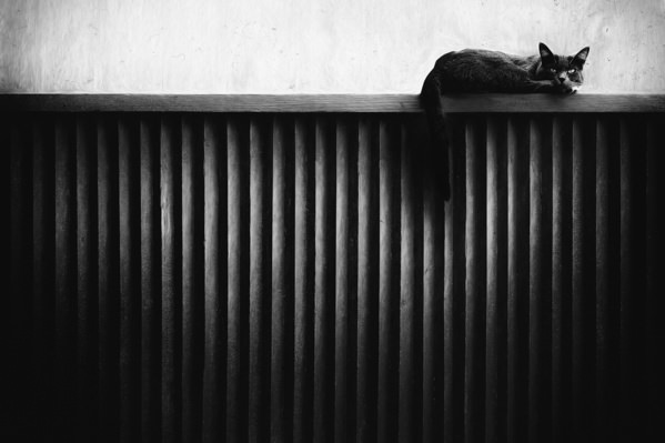 Photograph Gary E Karcz Fence Cat on One Eyeland