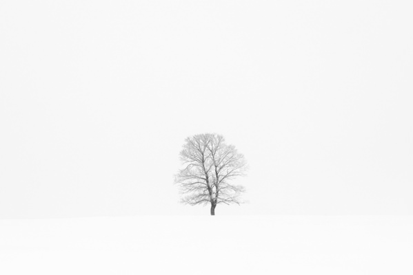 Photograph Tatiana Biriukova White Alone Tree on One Eyeland