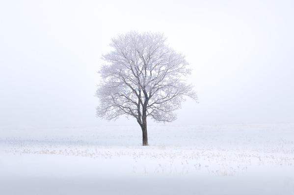 Photograph Tatiana Biriukova Frozen Tree on One Eyeland