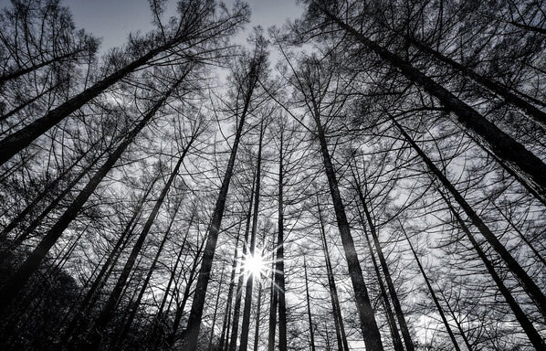 Photograph Yoshitaka Aida Winter Forest on One Eyeland