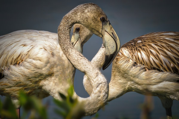 Photograph Khalid Faraj Wdaihi Flamingos on One Eyeland
