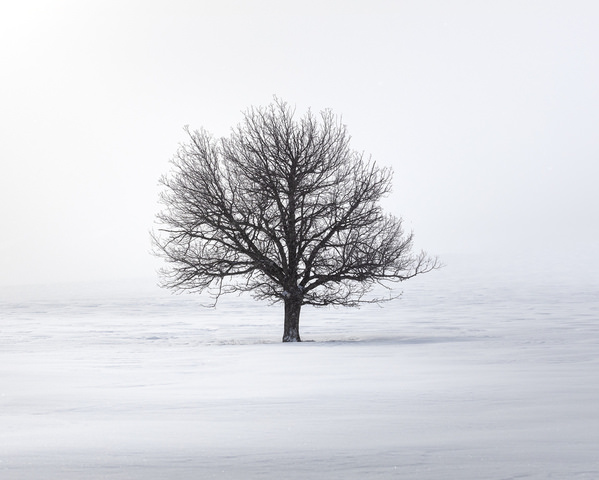 Photograph Tatiana Biriukova Oak on One Eyeland
