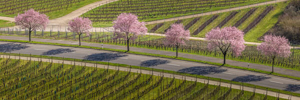 Photograph Marc Barthelemy Pink Blossom on One Eyeland
