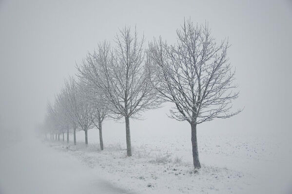 Photograph Ilija Stanusic Winter Trees on One Eyeland