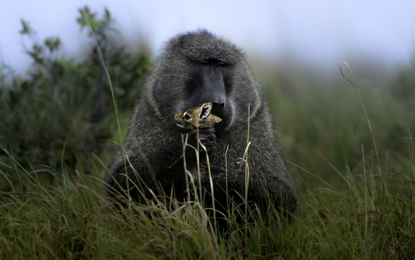 Photograph Vignesh Ramachandran Mourning Baboon With The Kill on One Eyeland