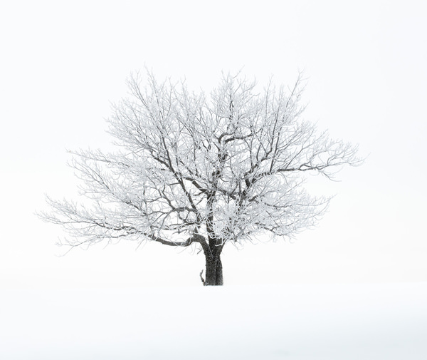 Photograph Tatiana Biriukova Winter Tree on One Eyeland