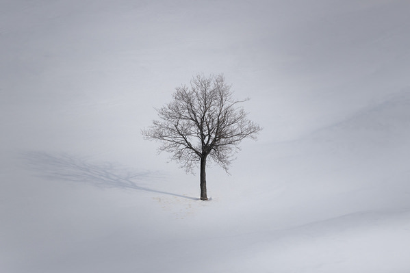 Photograph Tatiana Biriukova Lonely Winter Tree on One Eyeland