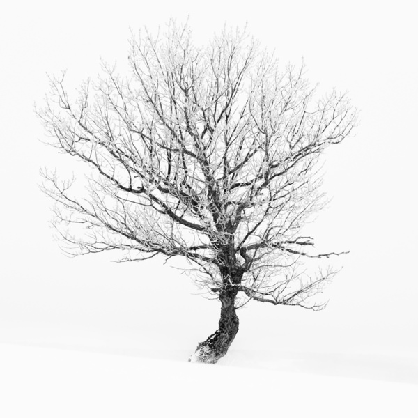 Photograph Tatiana Biriukova Winter Tree on One Eyeland
