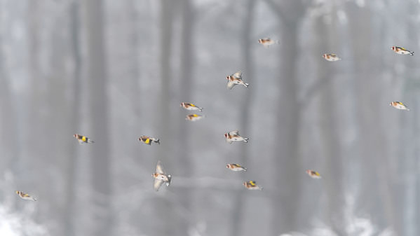 Photograph Damian Stopczynski Goldfinch on One Eyeland