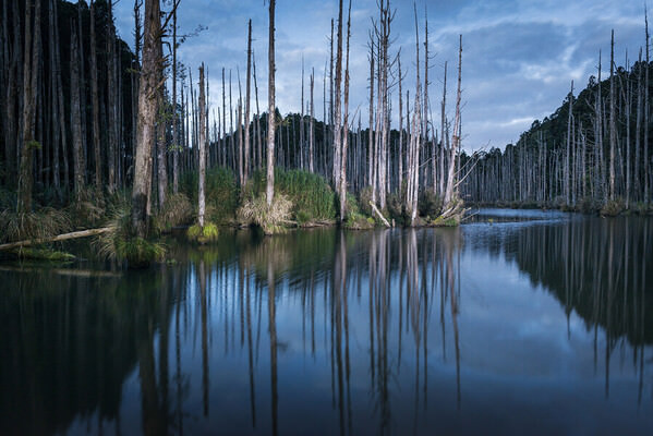 Photograph Ales Tvrdy Water Forest on One Eyeland