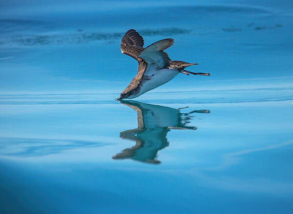 Photograph Stefano Caccia Into The Blue on One Eyeland