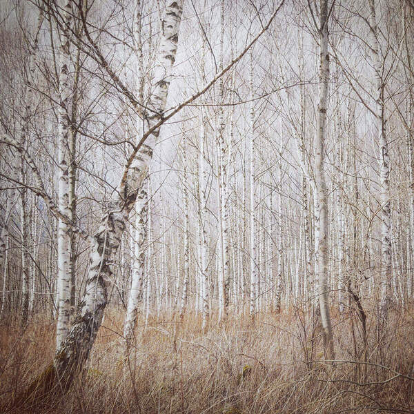 Photograph Renate Wasinger Birches on One Eyeland