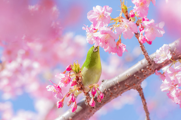 Photograph Takanori Anan Spring Taste on One Eyeland