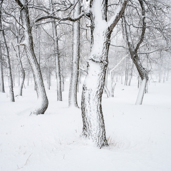 Photograph Evgeny Ivanov Winter Forest on One Eyeland